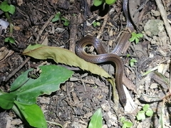 Atractus trilineatus