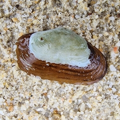 Coecella