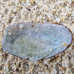 Coecella
