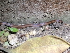 Atractus trilineatus