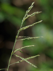 Eriochloa pseudoacrotricha