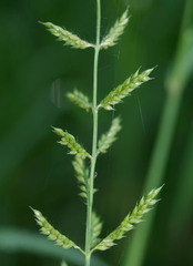 Echinochloa polystachya