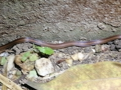Atractus trilineatus