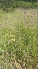 Poa subfastigiata