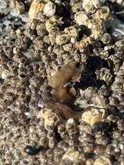 Acotylea