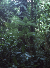 Pteris werneri