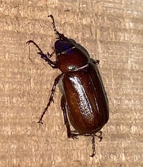 Phyllophaga bilobatata