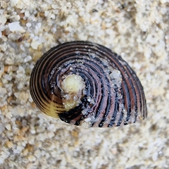 Nerita balteata