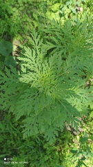 Ambrosia artemisiifolia