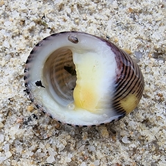 Nerita balteata