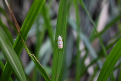 Cyana interrogationis