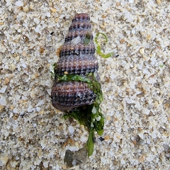 Cerithidea