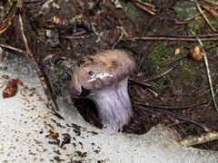 Cortinarius subolivascens