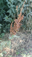 Rumex patientia