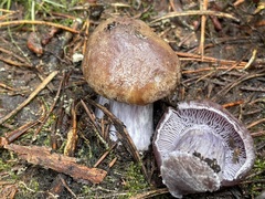 Cortinarius subolivascens