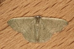 Phaiogramma faustinata