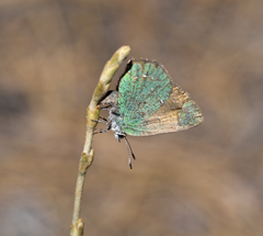 Callophrys affinis apama