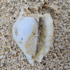 Laevistrombus turturella