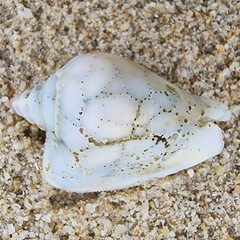 Laevistrombus turturella