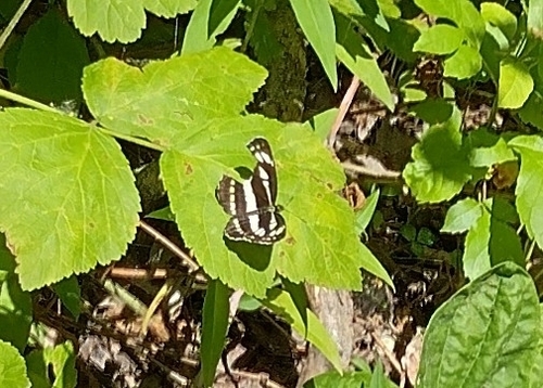 bielopásovec hrachorový (Neptis sappho)