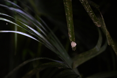 Plectotropis brevibarbis