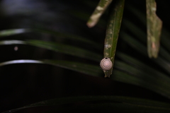 Plectotropis brevibarbis