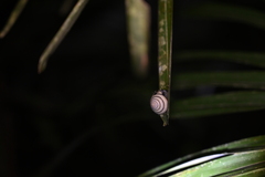 Plectotropis brevibarbis