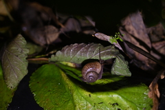 Cyclophorus martensianus