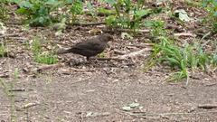 Turdus merula