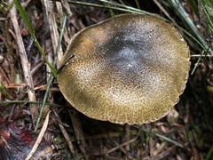 Cortinarius clandestinus
