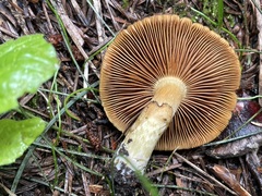 Cortinarius clandestinus