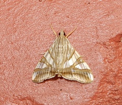 Agrioglypta zelimalis