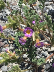 Phacelia bicolor