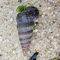 Cerithidea quoyii