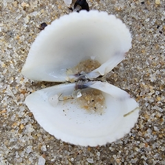 Anomalodiscus squamosus