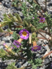 Phacelia bicolor