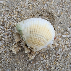 Anomalodiscus squamosus