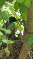 Turdus merula