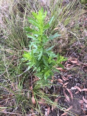 Senecio glastifolius