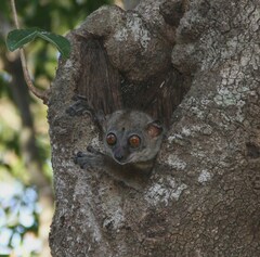 Lepilemur ankaranensis