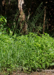 Eriochloa pseudoacrotricha