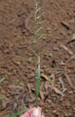 Eriochloa pseudoacrotricha