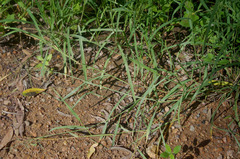 Eriochloa pseudoacrotricha