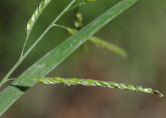 Eriochloa pseudoacrotricha