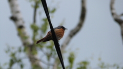 Phoenicurus phoenicurus