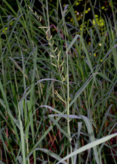 Echinochloa polystachya