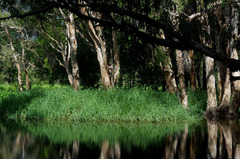 Echinochloa polystachya