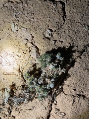 Eriogonum aretioides