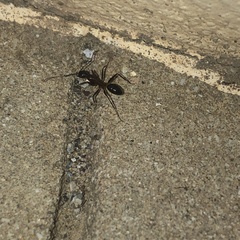 Camponotus barbaricus