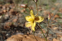 Cyanella lutea lutea